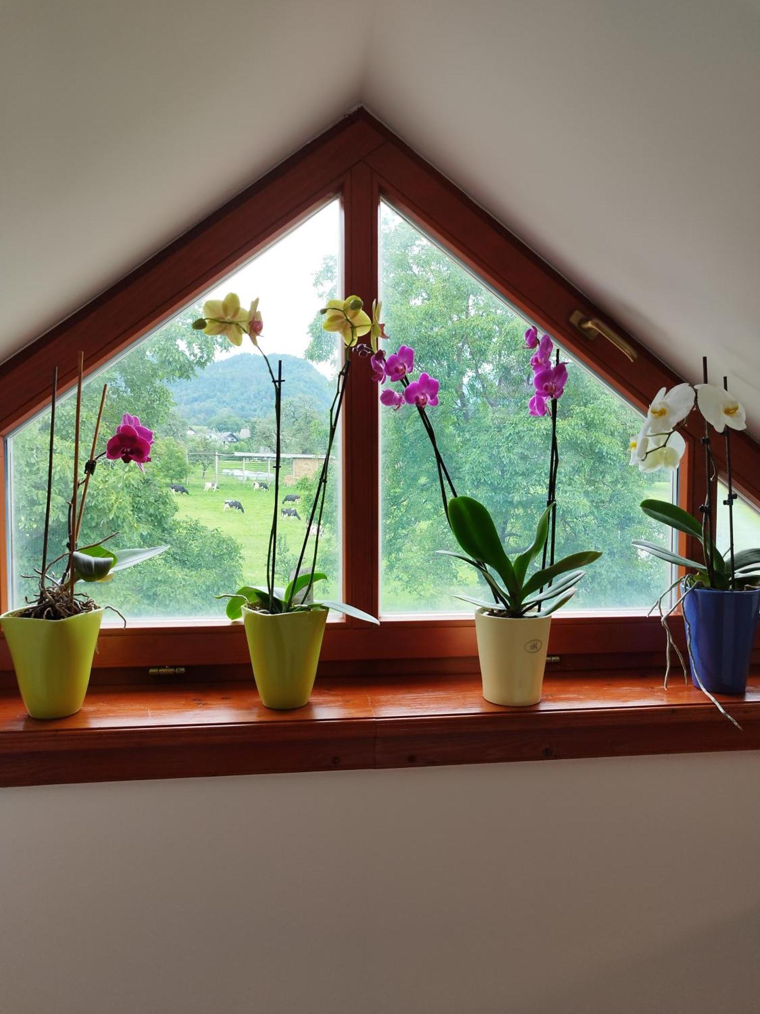 Apartma Julia Spodnje Gorje Exteriér fotografie